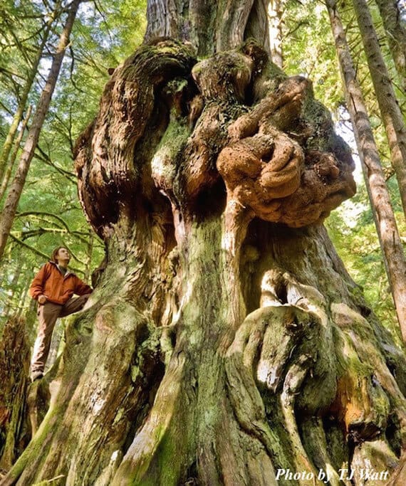 11 Avatar Grove