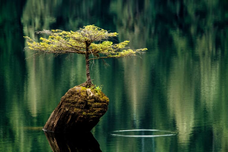 9 Fairy lake Tree